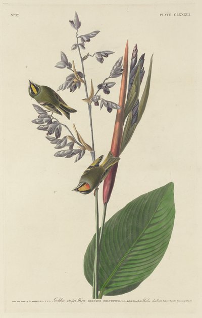 Regolo crestato dorato da Robert Havell after John James Audubon