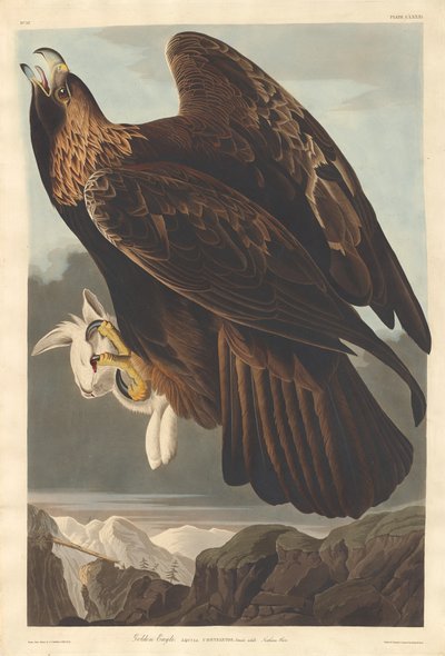 Aquila Reale da Robert Havell after John James Audubon