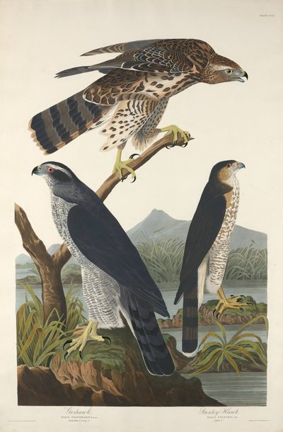 Astore e falco di Stanley da Robert Havell after John James Audubon