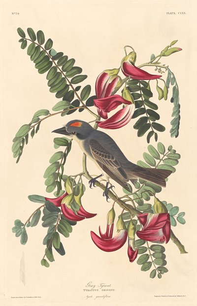 Tiranno Grigio da Robert Havell after John James Audubon