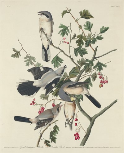 Grande Averla Americana o Uccello Macellaio da Robert Havell after John James Audubon