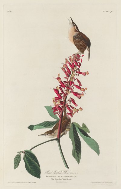 Grande scricciolo della Carolina da Robert Havell after John James Audubon