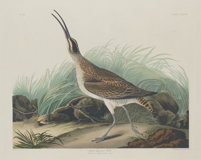 Grande Chiurlo Eschimese da Robert Havell after John James Audubon