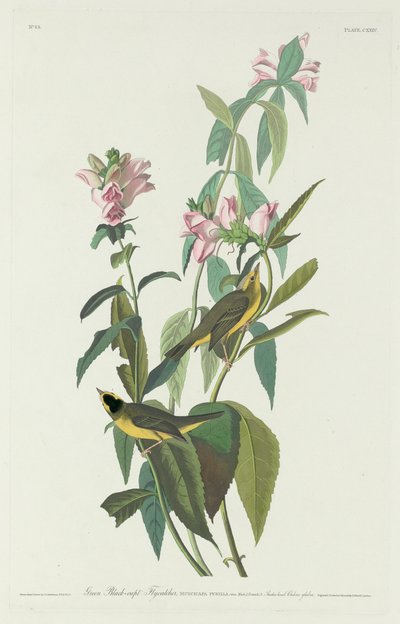 Pigliamosche Verde e Nero da Robert Havell after John James Audubon