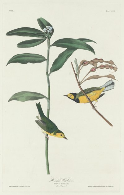 Parula incappucciata da Robert Havell after John James Audubon