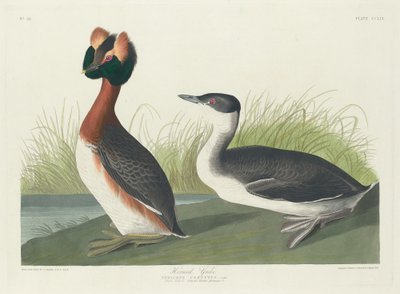 Svasso Cornuto da Robert Havell after John James Audubon