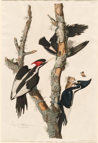 Picchio dal Becco Avorio da Robert Havell after John James Audubon