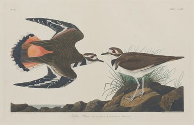 Piviere Kildeer da Robert Havell after John James Audubon