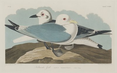 Gabbiano tridattilo da Robert Havell after John James Audubon