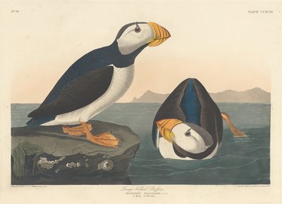 Pulcinella dal grande becco da Robert Havell after John James Audubon