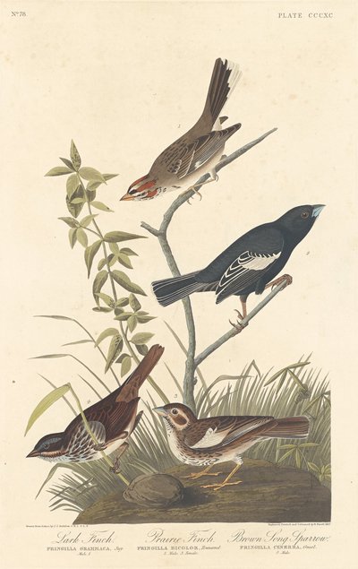 Allodola, Fringuello delle praterie e Passero canoro marrone da Robert Havell after John James Audubon