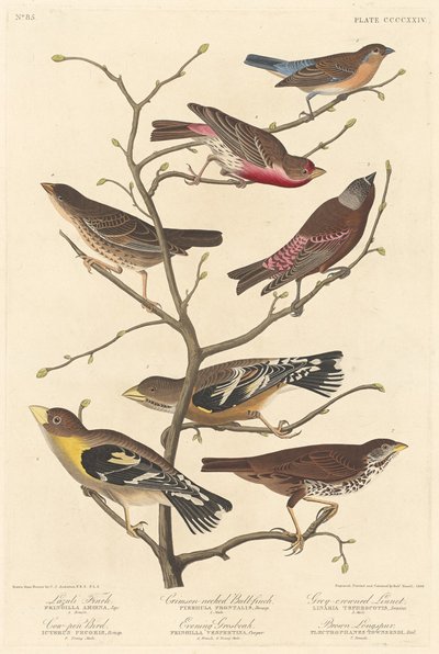 Fringuello lazuli da Robert Havell after John James Audubon