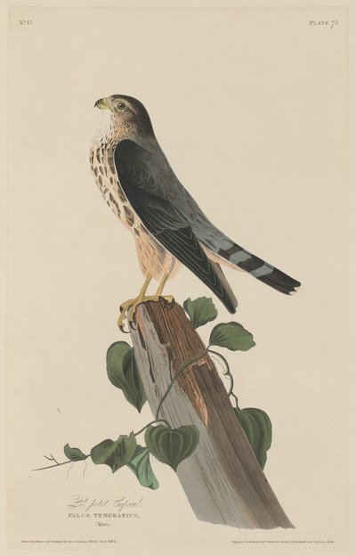 Il Piccolo Caporale da Robert Havell after John James Audubon