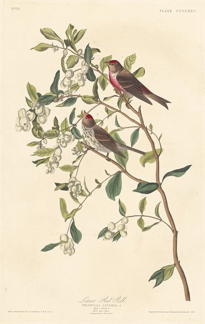 Lucherino minore da Robert Havell after John James Audubon