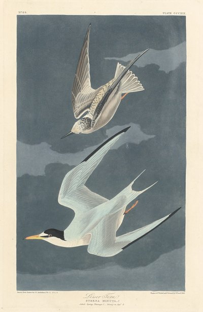 Sterna Minore da Robert Havell after John James Audubon