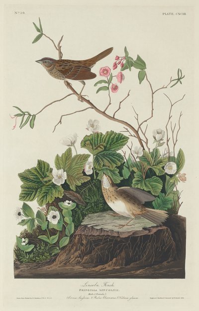 Lincoln Finch da Robert Havell after John James Audubon