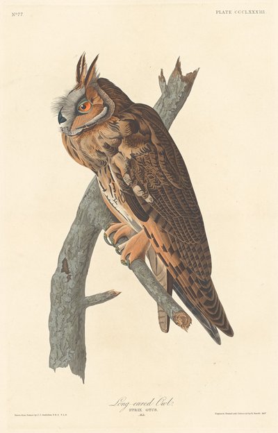 Gufo dalle orecchie lunghe da Robert Havell after John James Audubon
