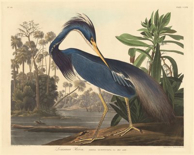 Airone della Louisiana da Robert Havell after John James Audubon