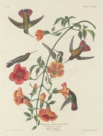 Colibrì delle mangrovie da Robert Havell after John James Audubon