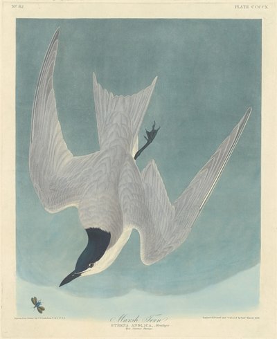 Sterna di palude da Robert Havell after John James Audubon