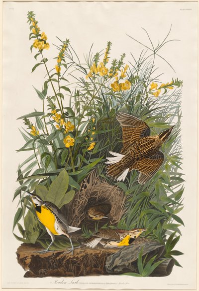 Allodola di prato da Robert Havell after John James Audubon