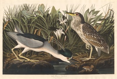 Nitticora o uccello Qua da Robert Havell after John James Audubon