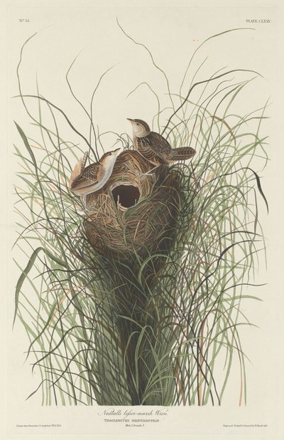 Scricciolo di palude minore di Nuttall da Robert Havell after John James Audubon