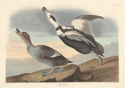 Anatra piede da Robert Havell after John James Audubon