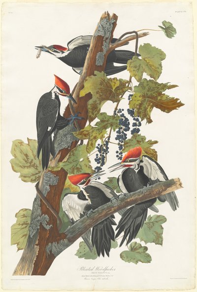 Picchio pileato da Robert Havell after John James Audubon