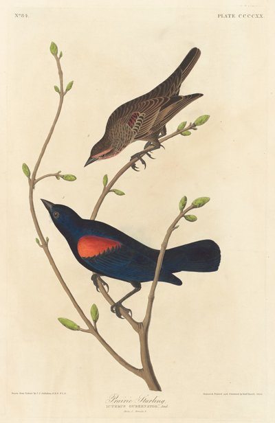 Storno delle praterie da Robert Havell after John James Audubon