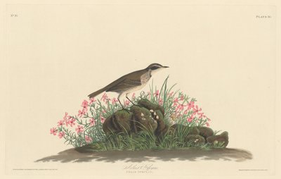 Prateria Titlark da Robert Havell after John James Audubon