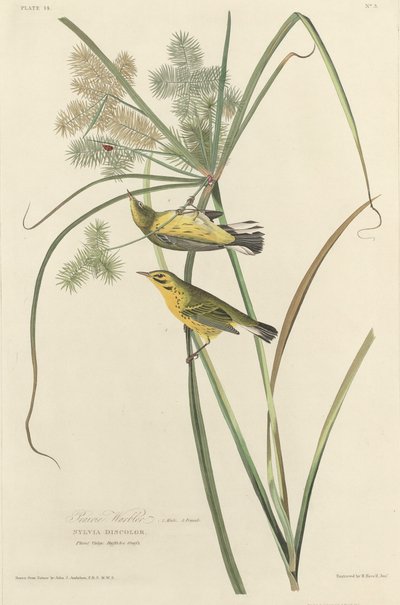 Parula delle Praterie da Robert Havell after John James Audubon