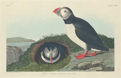 Pulcinella di mare da Robert Havell after John James Audubon