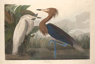 Airone rosso da Robert Havell after John James Audubon