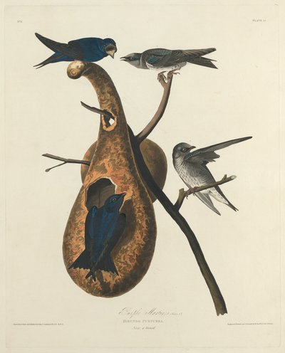 Martin Pescatore Porpora da Robert Havell after John James Audubon