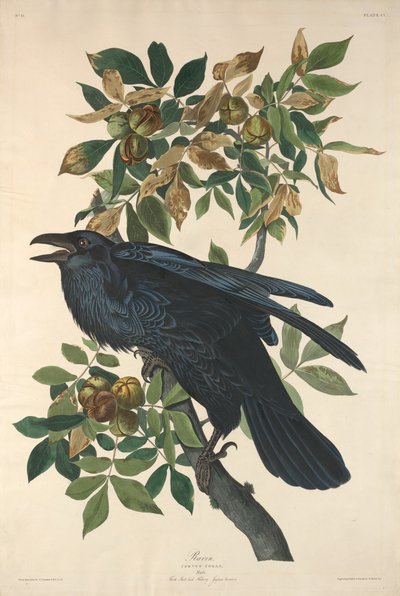 Corvo da Robert Havell after John James Audubon