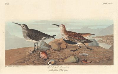 Piro-piro pettorosso da Robert Havell after John James Audubon
