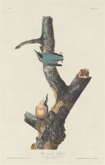 Picchio muratore petto rosso da Robert Havell after John James Audubon