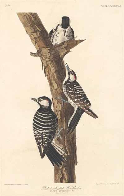 Picchio dal becco rosso da Robert Havell after John James Audubon