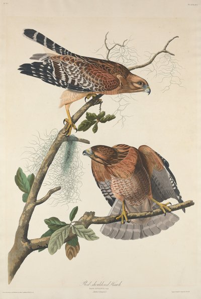 Falco spalle rosse da Robert Havell after John James Audubon