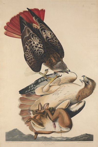 Falco dalla Coda Rossa da Robert Havell after John James Audubon