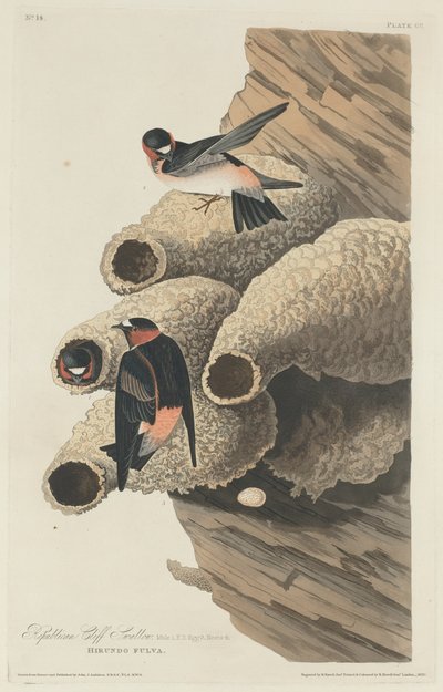 Rondine repubblicana da Robert Havell after John James Audubon