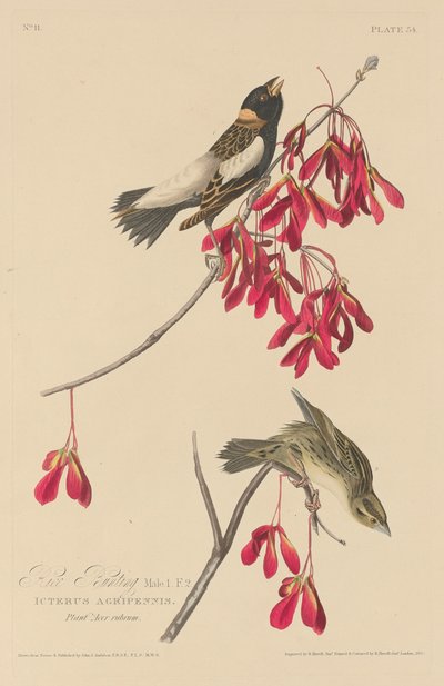 Zigolo dei risi da Robert Havell after John James Audubon