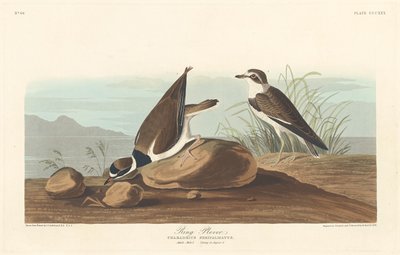 Piviere da Robert Havell after John James Audubon