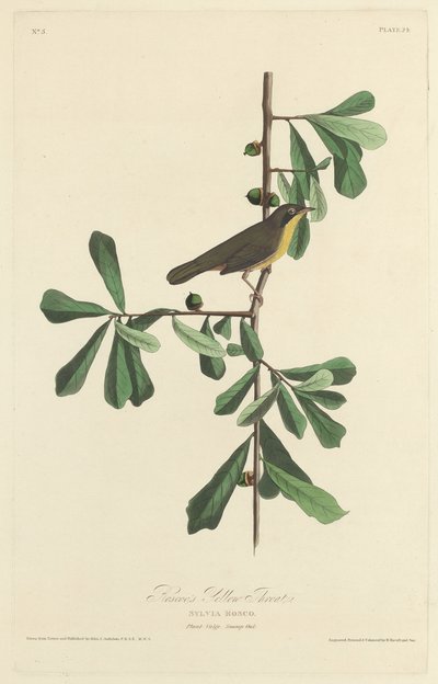 Gola Gialla di Roscoe da Robert Havell after John James Audubon