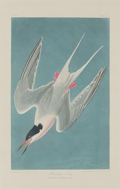 Sterna rosata da Robert Havell after John James Audubon