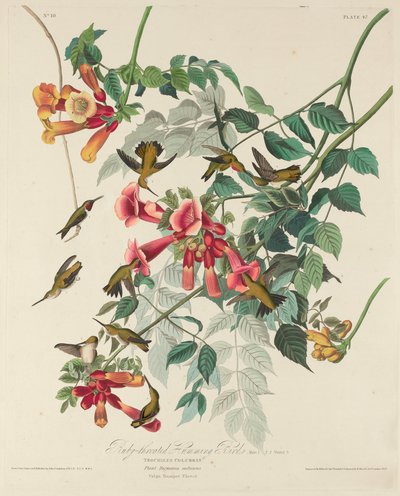 Colibrì dal collo rosso da Robert Havell after John James Audubon