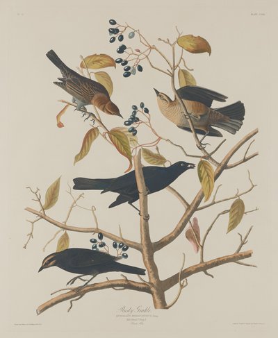 Grakle arrugginito da Robert Havell after John James Audubon