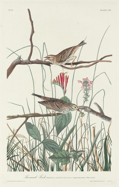 Fringuello della savana da Robert Havell after John James Audubon