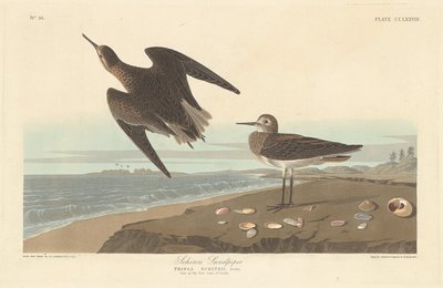 Piro-piro di Schinz da Robert Havell after John James Audubon